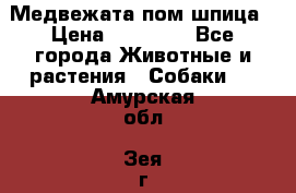 Медвежата пом шпица › Цена ­ 40 000 - Все города Животные и растения » Собаки   . Амурская обл.,Зея г.